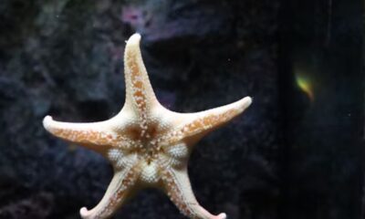 Starhoonga