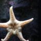 Starhoonga