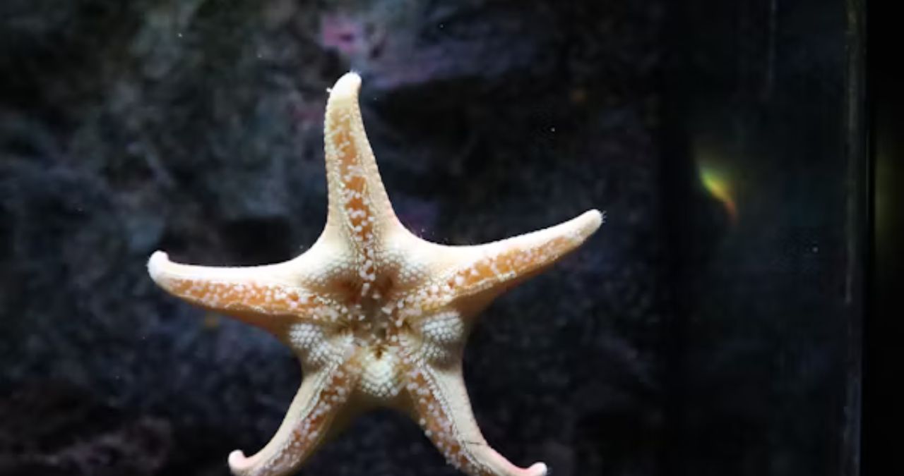 Starhoonga